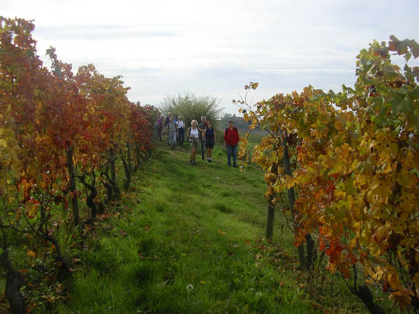 2006 10 29 Sentieri del Barolo 026