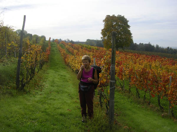 2006 10 29 Sentieri del Barolo 031