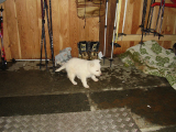 018 notturna (5)