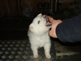 018 notturna (7)